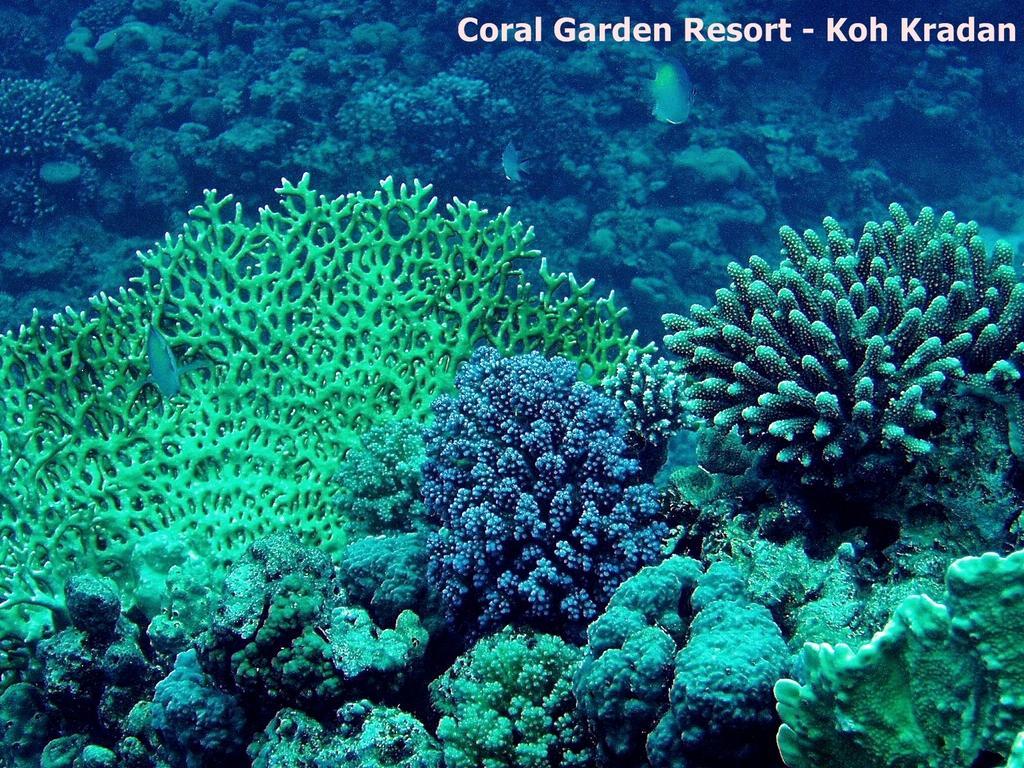 Coral Garden Resort Крадан Экстерьер фото
